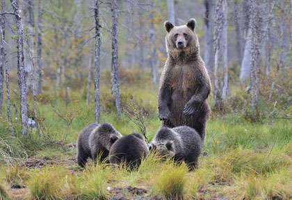 ourse et ses petits