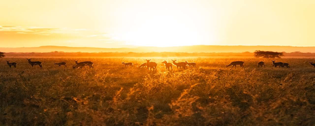 Lever de soleil - Gorongosa