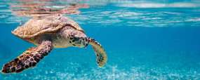 Snorkeling avec les tortues à Mafia