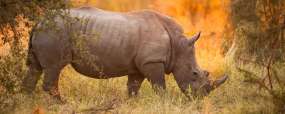 Afrique du Sud
Kruger