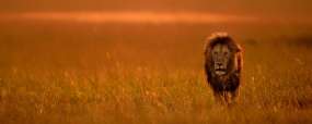 Masai Mara