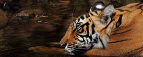 Tigre en Inde