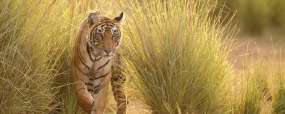 Tigre à Bandhavgar © Shutterstock - Urvad Ikov