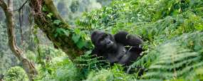 Rwanda
Gorilles
