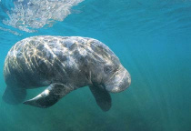 Dugong Bazaruto