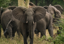 Elephants Mozambique