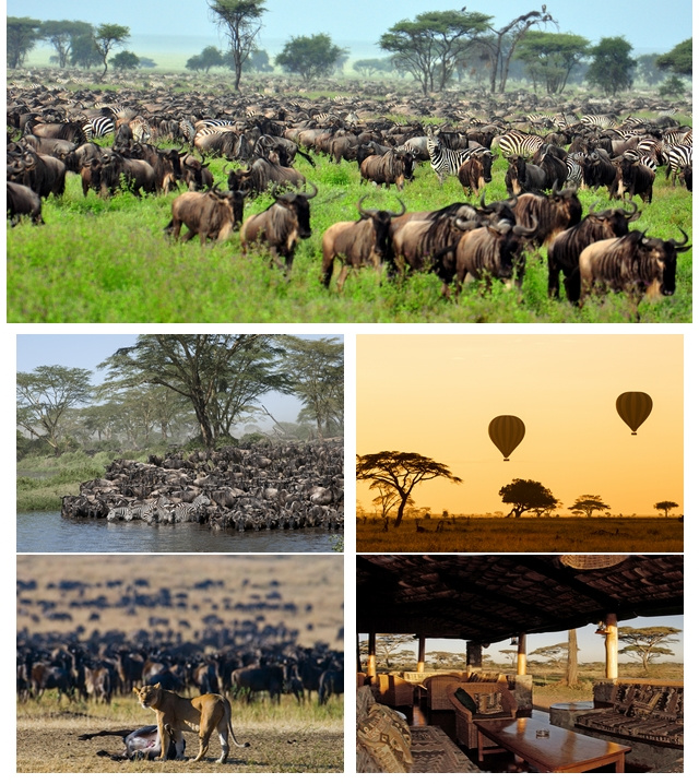 Migration dans le Serengeti