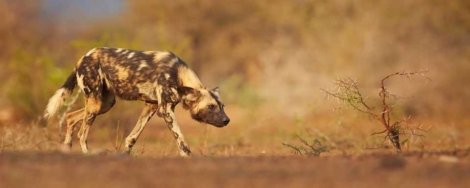 Lycaon en chasse © Shutterstock - Martin Mecnarowski