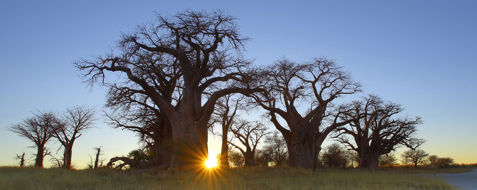 Baines’ Baobab au lever du soleil © Shutterstock - Hannes Thirion