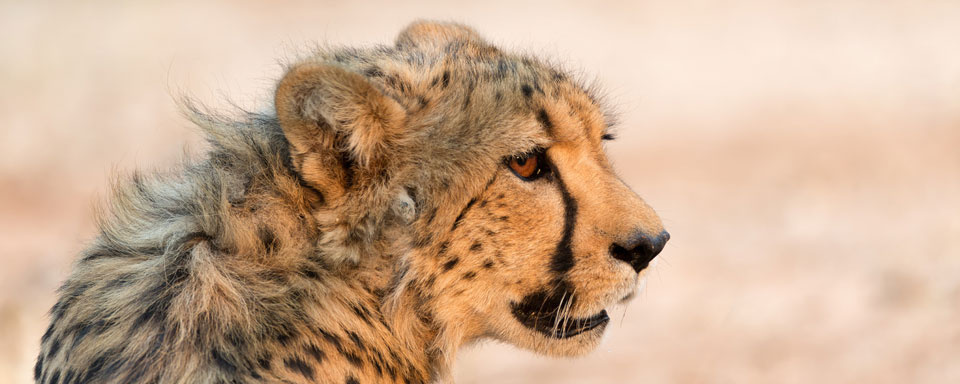Guépard au CCF © Shutterstock - Claude Huot