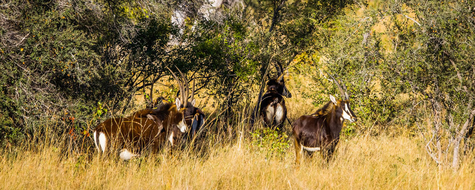Hippotragues noirs © Shutterstock - Efimova Anna