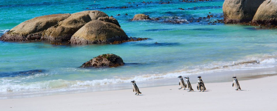 Manchots du Cap à Simon’s Town © Shutterstock - Photosky