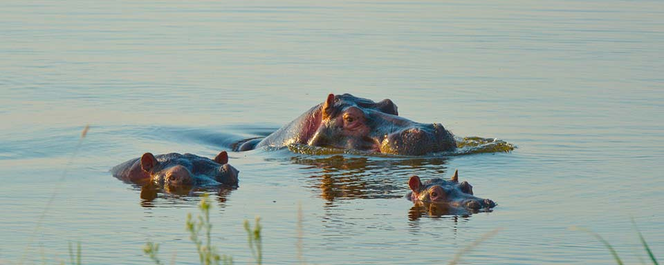Rwanda - Parc national d’Akagera