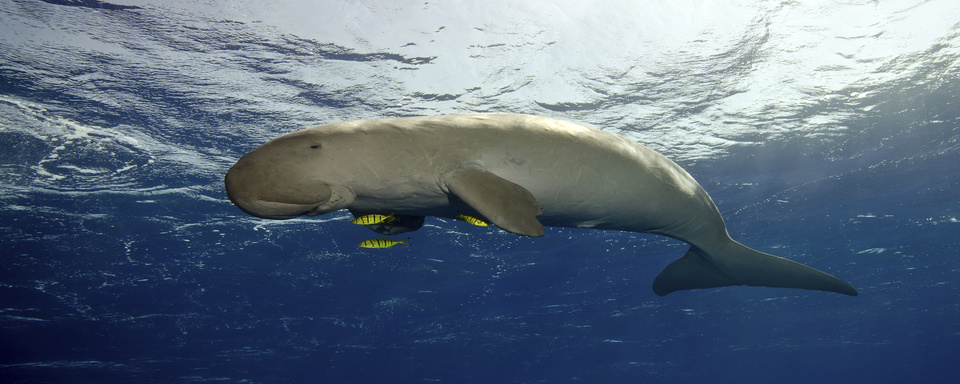 Dugong - Bazaruto