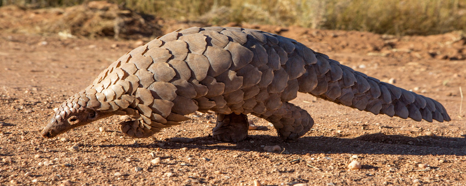 Pangolin - Parc national de Gorongosa
