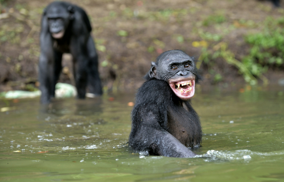 Gorille - Congo-brazzaville
