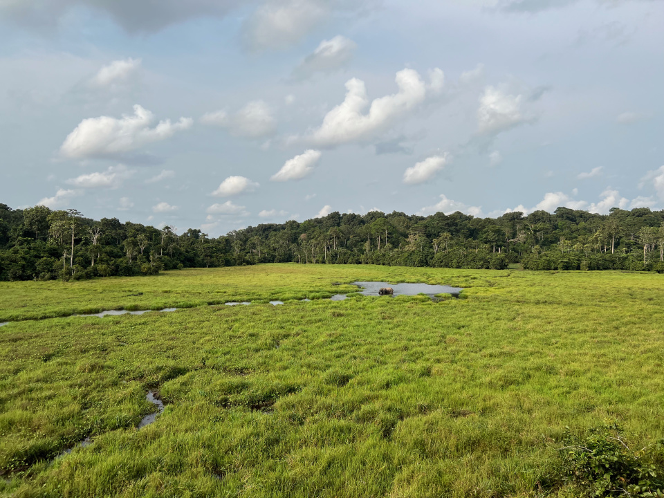 Parc national de Nouabalé-Ndoki