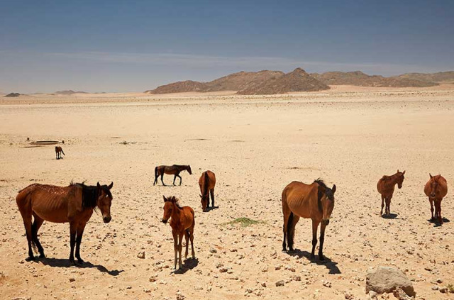Namibie - Aus  - Chevaux du désert - ©Shutterstock, Danita Delimont