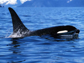 Norvege - Expédition à la recherche des orques et des baleines
