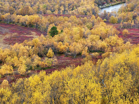 Finlande - Circuit Rennes, élans, ours et couleurs d'automne