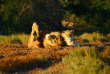 Afrique du Sud -Karoo - Inverdoorn Game Reserve