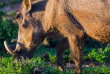 Afrique du Sud - Parc national Addo Elephant- ©Jenman African Safaris