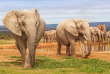Afrique du Sud - Parc national Addo Elephant- ©Jenman African Safaris