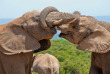 Afrique du Sud - Parc national Addo Elephant- ©Jenman African Safaris