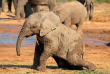 Afrique du Sud - Parc national Addo Elephant- ©Jenman African Safaris