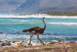 Afrique du Sud - Cape Town ©Shutterstock, Aqua Images