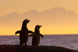 Afrique du Sud - Cape Town ©Shutterstock, Steffen Foerster