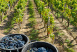Afrique du Sud - Route des vins  ©Jenman African Safaris