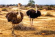 Afrique du Sud - Route des jardins - Oudtshoorn  ©Jenman African Safaris