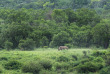 Afrique du Sud - Réserve de Hluhluwe ©Shutterstock, Martin Prochazkacz