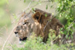 Afrique du Sud - Hluhluwe  ©Rhino Ridge Safari Lodge