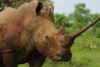 Afrique du Sud - Parc national Hluhluwe Imfolozi- ©Shutterstock, Daniel Guertin