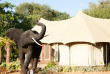 Afrique du Sud - Karongwe Private Game Reserve - Chisomo Safari Camp