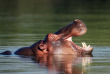 Afrique du Sud - Parc national du Kruger - ©Shutterstock, Mari Swanepoel