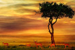 Afrique du Sud - Kruger passion ©Shutterstock Byelikova Oksana