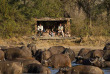 Afrique du Sud - Kruger walking safari
