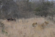 Afrique du Sud - Kruger walking safari
