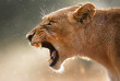 Afrique du Sud - Kruger - Lion ©Shutterstock, Johan Swanepoel