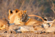 Afrique du Sud - Kruger - Lion ©Shutterstock, Neil Burton