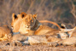 Afrique du Sud - Kruger - Lion ©Shutterstock, Neil Burton