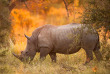 Afrique du Sud - Kruger passion ©shutterstock E2dan