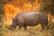 Afrique du Sud - Parc national du Kruger ©Shutterstock,E2dan