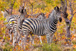 Afrique du Sud - Kruger