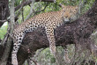 Afrique du Sud - Manyeleti Game Reserve - Pungwe Safari Camp