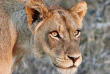 Afrique du Sud - Manyeleti Game Reserve - Pungwe Safari Camp