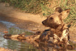 Afrique du Sud - Manyeleti Game Reserve - Pungwe Safari Camp